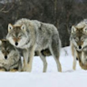 Meet your Posher, Douglas